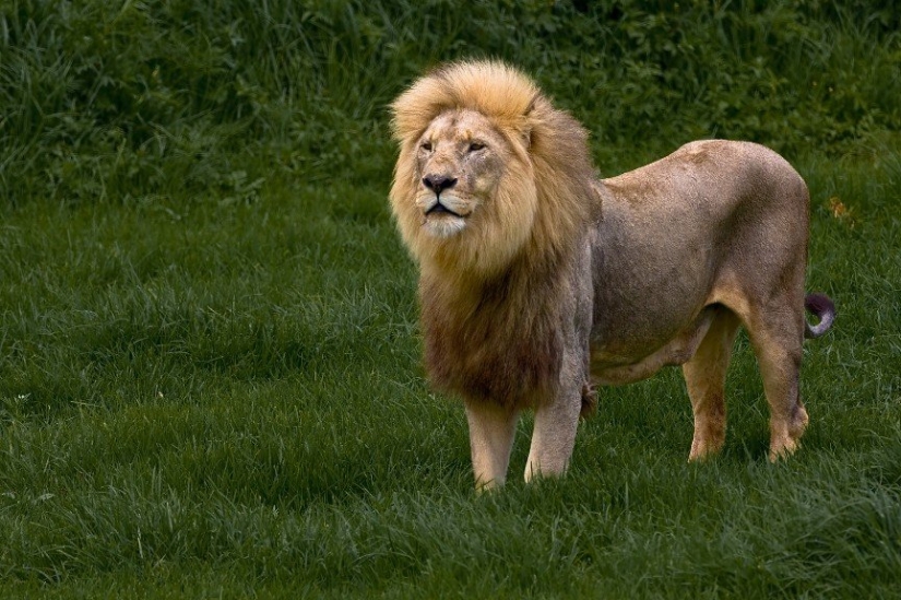 Top 10 casos trágicos con mascotas exóticas