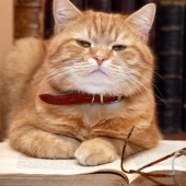 Top 10 smartest animals