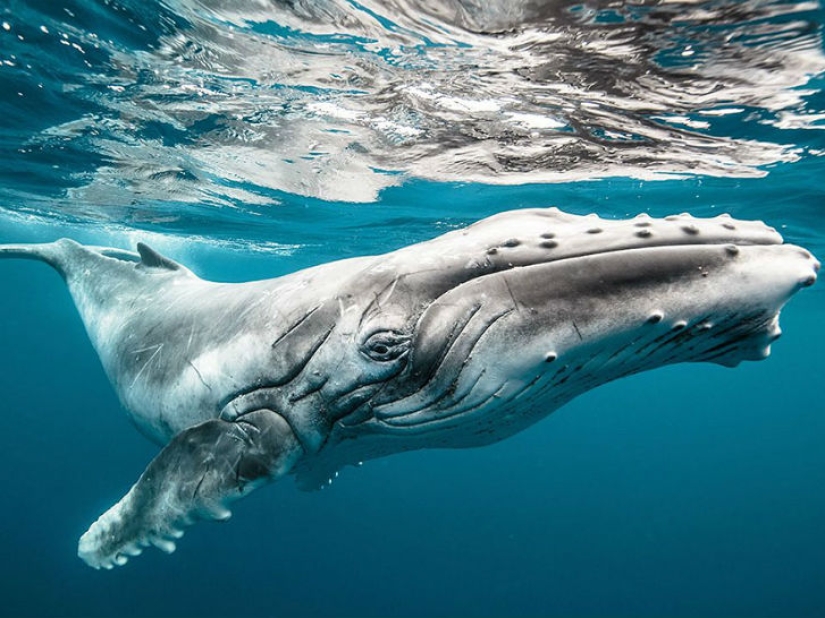 Top of the best National Geographic photos of 2015