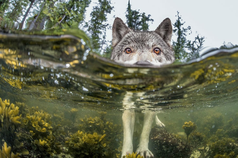 Top of the best National Geographic photos of 2015