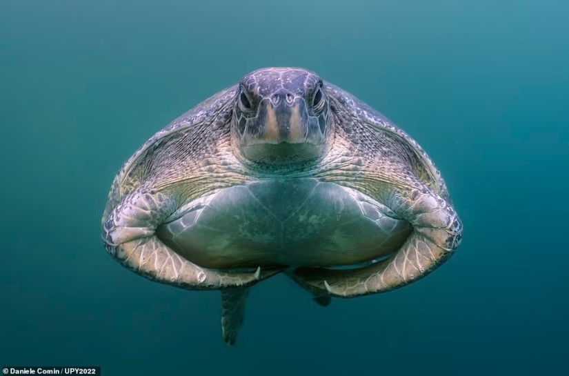 Tortuga fisicoculturista, espeluznante naufragio de la Marina de los EE. UU. y pez destrozado en Escocia: increíbles ganadores del premio al fotógrafo submarino del año 2022