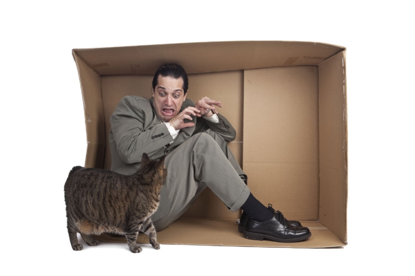 "Trial by seals": friends gave a man with ailurophobia the cutest torture