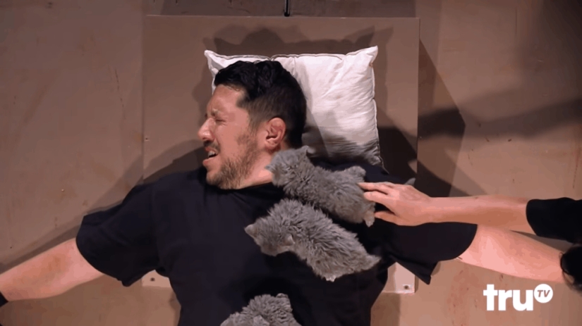 "Trial by seals": friends gave a man with ailurophobia the cutest torture