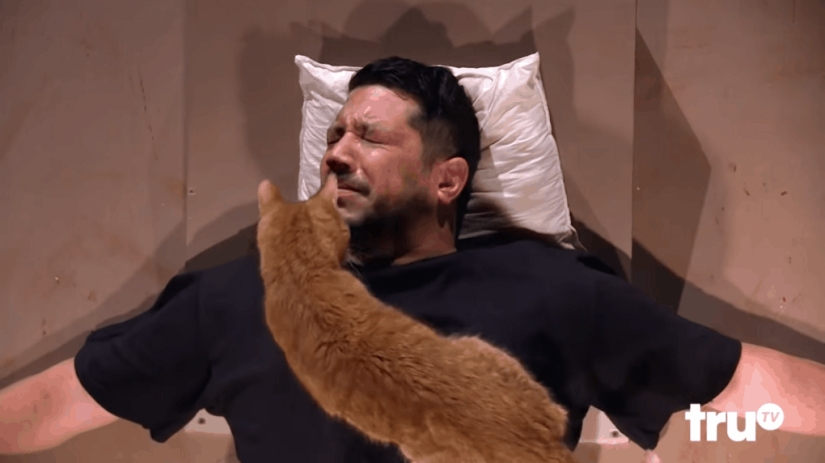 "Trial by seals": friends gave a man with ailurophobia the cutest torture