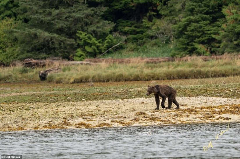 Triste vista: osos pardos flacos en Canadá deambulan en busca de comida