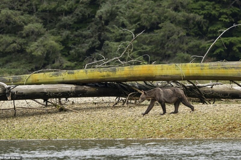 Triste vista: osos pardos flacos en Canadá deambulan en busca de comida