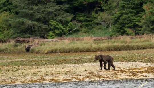 Triste vista: osos pardos flacos en Canadá deambulan en busca de comida Triste vista: osos pardos flacos en Canadá deambulan en busca de comida