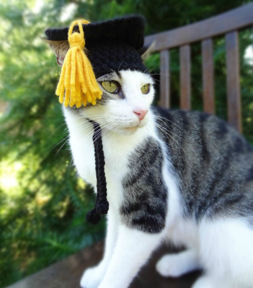 ¡Tu gato necesita un sombrero así!
