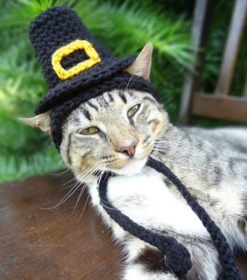 ¡Tu gato necesita un sombrero así!