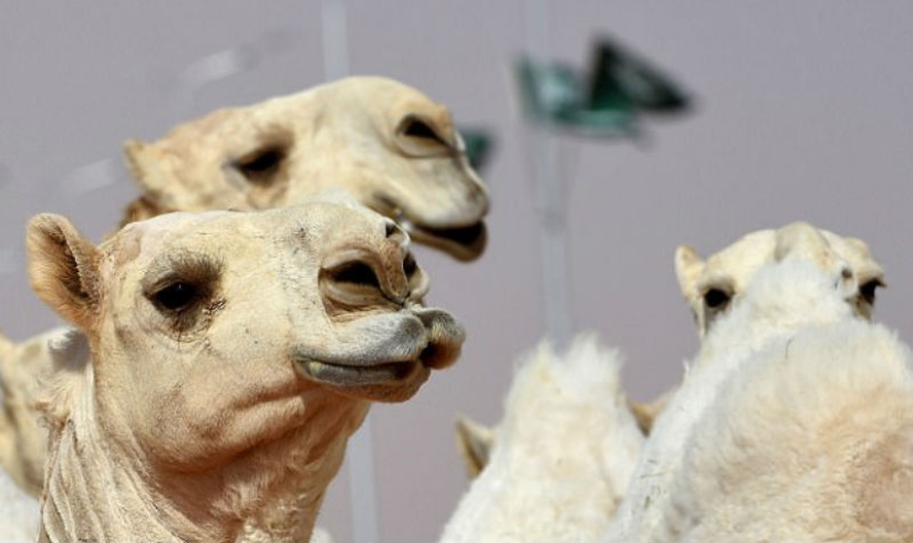 Twelve camels disqualified from beauty pageant due to botox