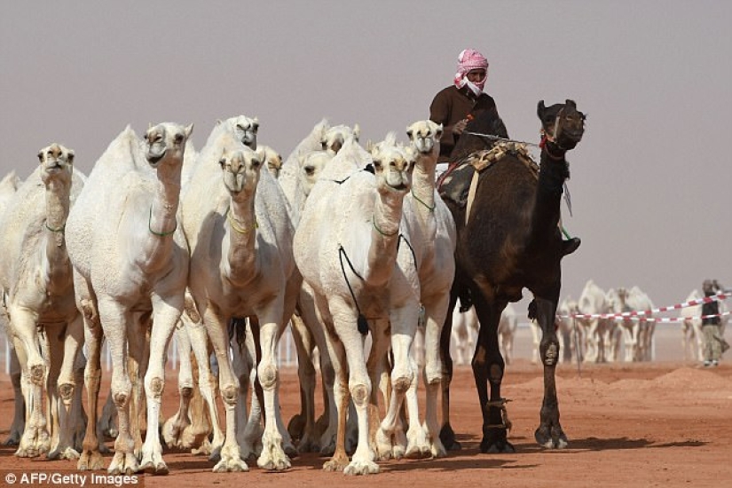 Twelve camels disqualified from beauty pageant due to botox