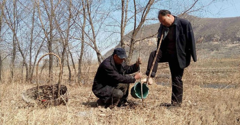 Two Chinese planted 10,000 trees