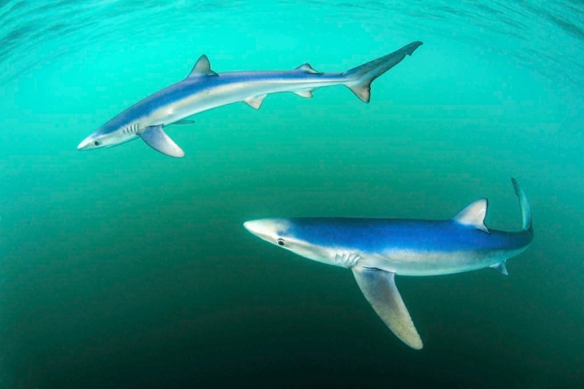 UK Wildlife Contest Winners