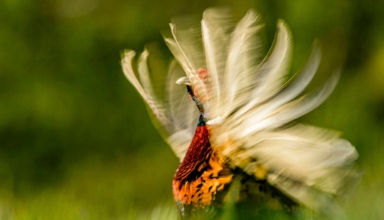 UK Wildlife Contest Winners