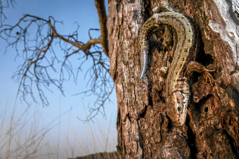 UK Wildlife Contest Winners