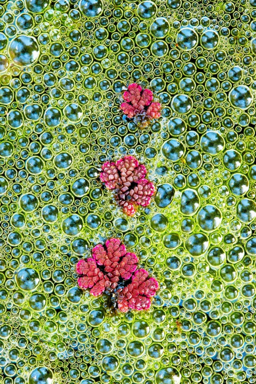 UK Wildlife Contest Winners