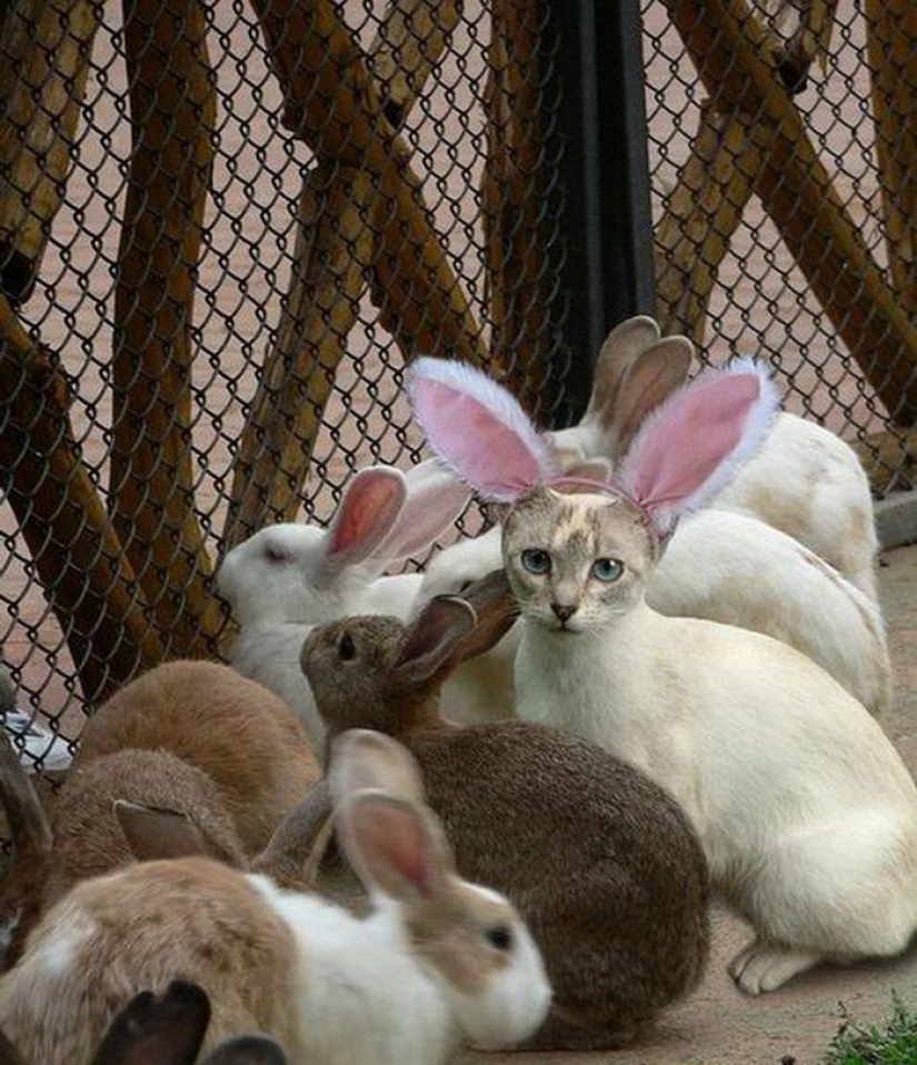 Un amigo entre extraños, un extraño entre los suyos: 18 magníficos casos de disfraz