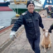 Un barco que transportaba 14 mil ovejas volcó en el Mar Negro