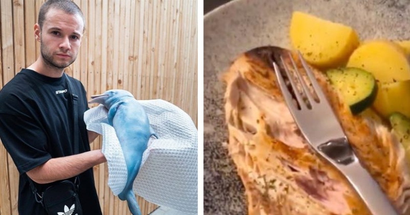 Un bloguero alemán mostró cómo se come a un delfín y se convirtió en objeto de odio. La broma tuvo que ser expuesta con urgencia