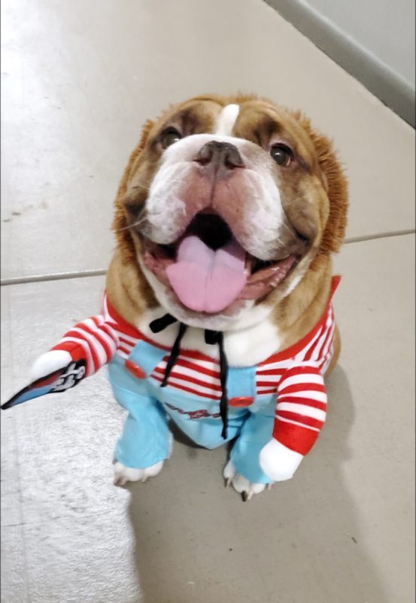 Un bulldog llamado Big Daddy, triste por la cuarentena, se ha convertido en un nuevo meme de la red