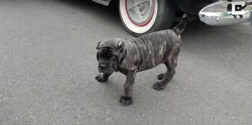 Un cachorro de 9 meses de una raza antigua pesa 80 kilogramos y golpea a un adulto con una cola