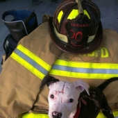 Un cachorro que apenas sobrevivió al incendio creció y se convirtió en un perro de fuego