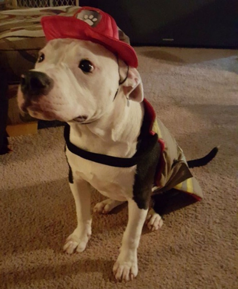 Un cachorro que apenas sobrevivió al incendio creció y se convirtió en un perro de fuego