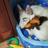 Un cachorro sin hogar con cejas que se consideraban pintadas ha encontrado un hogar en Bratsk