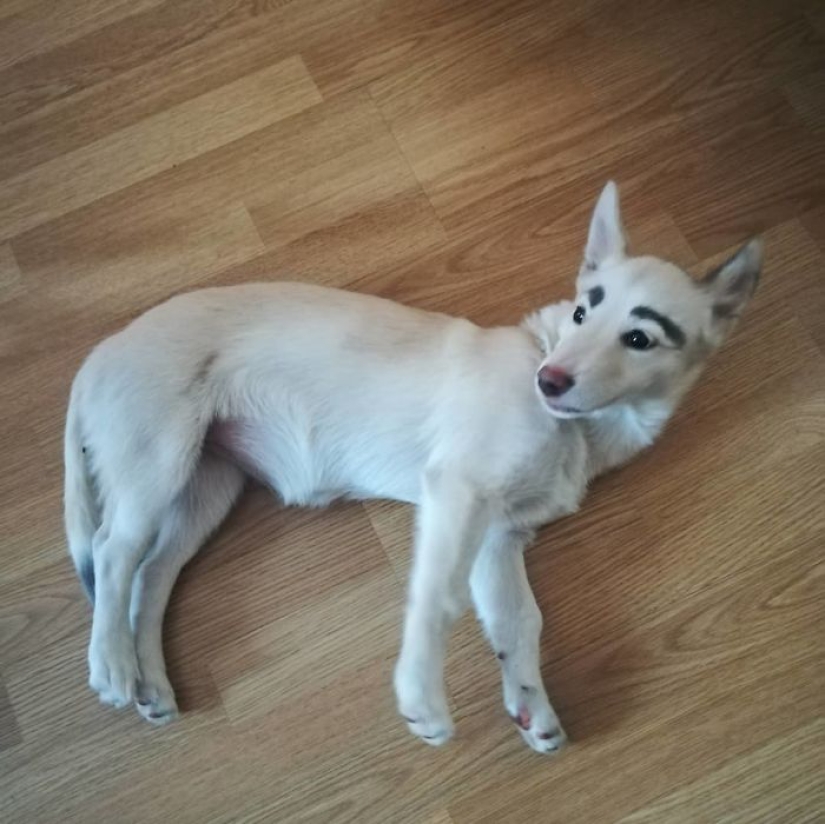 Un cachorro sin hogar con cejas que se consideraban pintadas ha encontrado un hogar en Bratsk