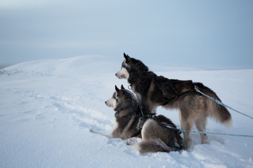 Un día en la vida de un ermitaño polar