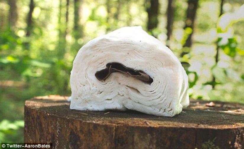 Un día iba de excursión ... Errores épicos de los amantes de la recreación al aire libre Un día iba de excursión ... Errores épicos de los amantes de la recreación al aire libre