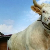 Un entrenador de Francia crió un toro de carreras