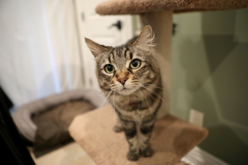 Un estadounidense alquiló un apartamento para un par de gatos por $ 1.5 mil, porque no se llevaban bien con su perro