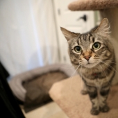 Un estadounidense alquiló un apartamento para un par de gatos por $ 1.5 mil, porque no se llevaban bien con su perro