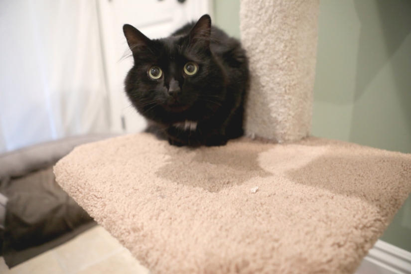 Un estadounidense alquiló un apartamento para un par de gatos por $ 1.5 mil, porque no se llevaban bien con su perro