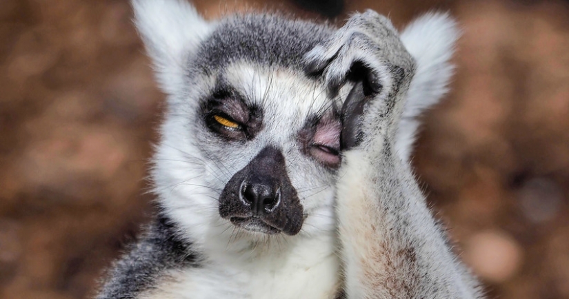 Un fotógrafo de Melbourne capturó a un lémur que sufría de resaca Un fotógrafo de Melbourne capturó a un lémur que sufría de resaca