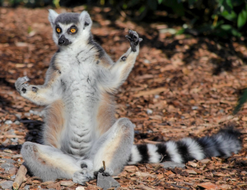 Un fotógrafo de Melbourne capturó a un lémur que sufría de resaca Un fotógrafo de Melbourne capturó a un lémur que sufría de resaca