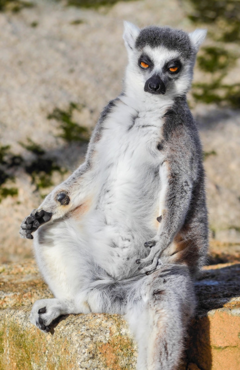 Un fotógrafo de Melbourne capturó a un lémur que sufría de resaca Un fotógrafo de Melbourne capturó a un lémur que sufría de resaca
