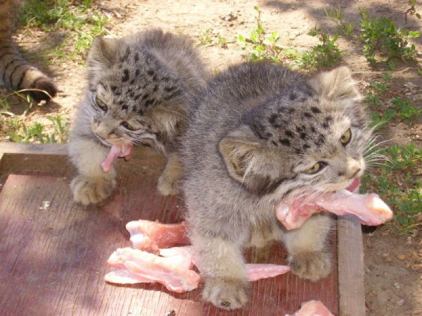 Un granjero ruso salvó gatitos no muy comunes en su parcela