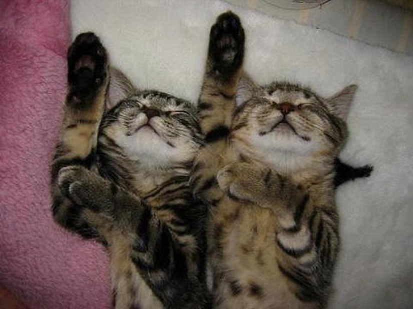 Un hecho poco estudiado, pero desesperadamente divertido : los gatos pueden sincronizar Un hecho poco estudiado, pero desesperadamente divertido : los gatos pueden sincronizar