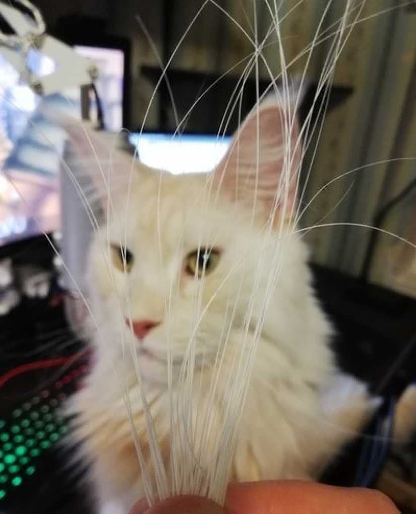 Un hombre puso a la venta bigotes de gato, y un comprador con solicitudes específicas se interesó en ellos Un hombre puso a la venta bigotes de gato, y un comprador con solicitudes específicas se interesó en ellos