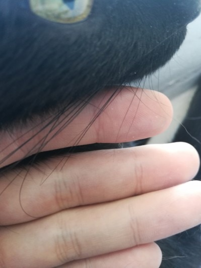 Un hombre puso a la venta bigotes de gato, y un comprador con solicitudes específicas se interesó en ellos Un hombre puso a la venta bigotes de gato, y un comprador con solicitudes específicas se interesó en ellos