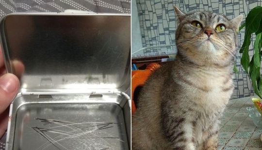 Un hombre puso a la venta bigotes de gato, y un comprador con solicitudes específicas se interesó en ellos Un hombre puso a la venta bigotes de gato, y un comprador con solicitudes específicas se interesó en ellos