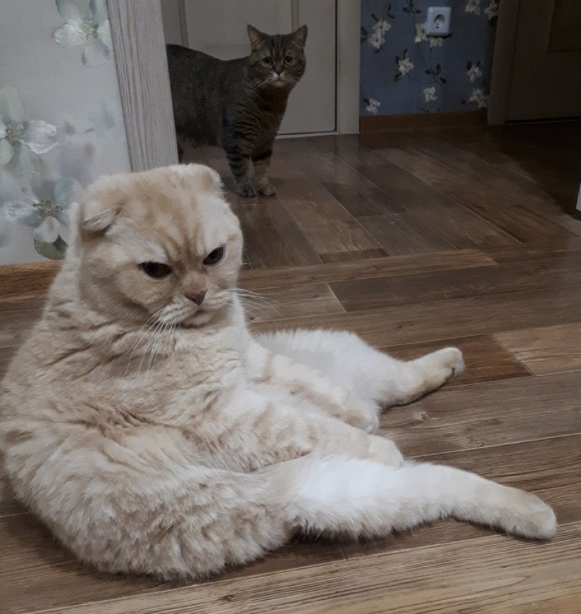 Un hombre puso a la venta bigotes de gato, y un comprador con solicitudes específicas se interesó en ellos Un hombre puso a la venta bigotes de gato, y un comprador con solicitudes específicas se interesó en ellos