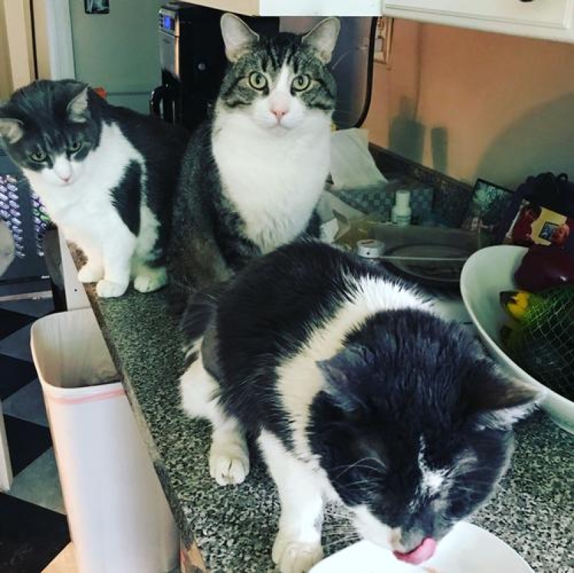 Un maestro estadounidense común gastó 19 mil dólares en un trasplante de riñón a un gato