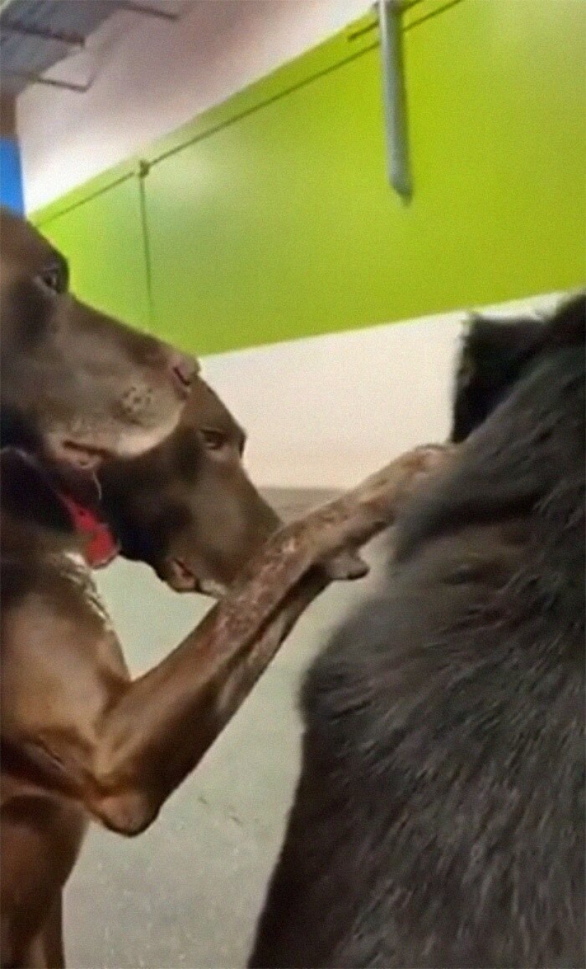 Un perro amable que acaricia a sus compañeros perros con su pata se ha enamorado de los cibernautas Un perro amable que acaricia a sus compañeros perros con su pata se ha enamorado de los cibernautas