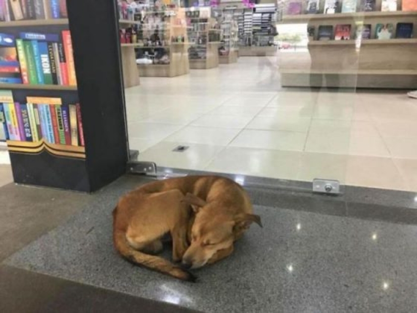Un perro callejero roba un libro de una librería y se convierte en una celebridad