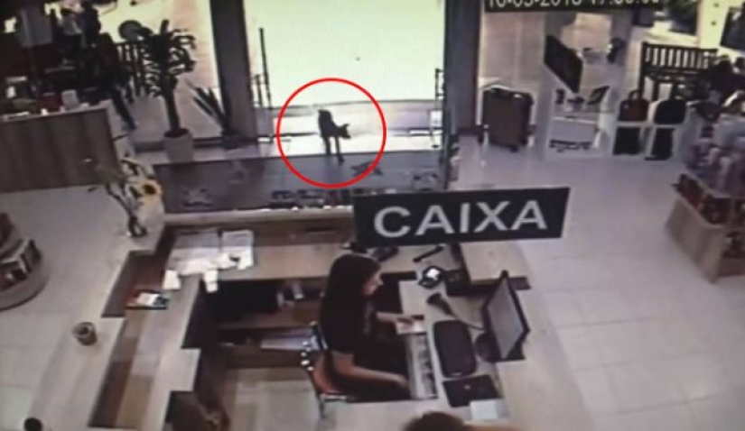 Un perro callejero roba un libro de una librería y se convierte en una celebridad