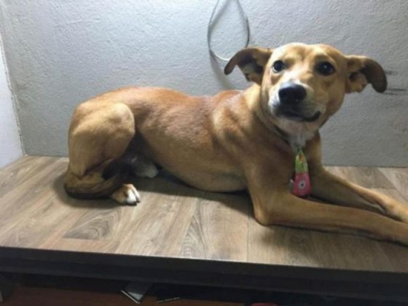 Un perro callejero roba un libro de una librería y se convierte en una celebridad