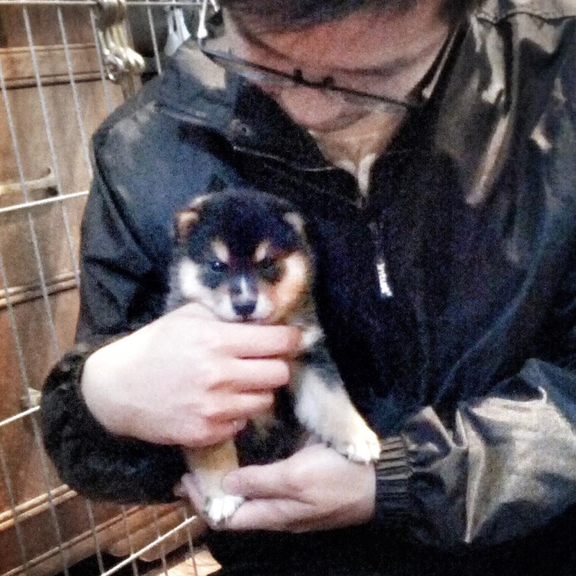 Un perro de la raza Shiba Inu dibuja y gana miles de dólares con él